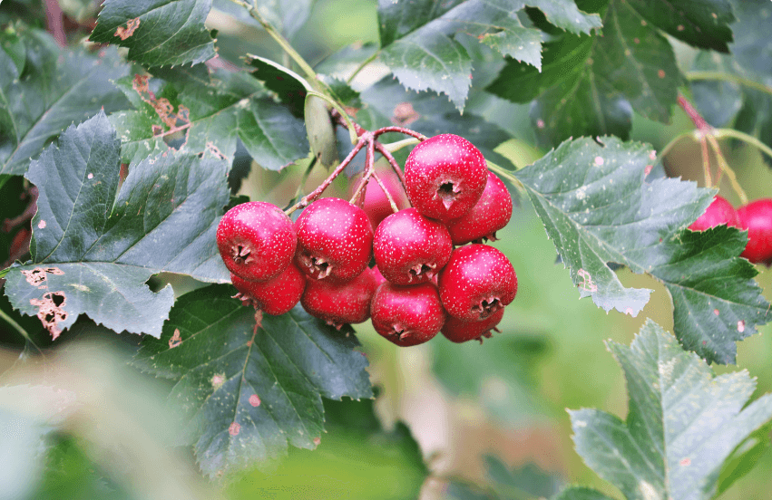 Crataegus