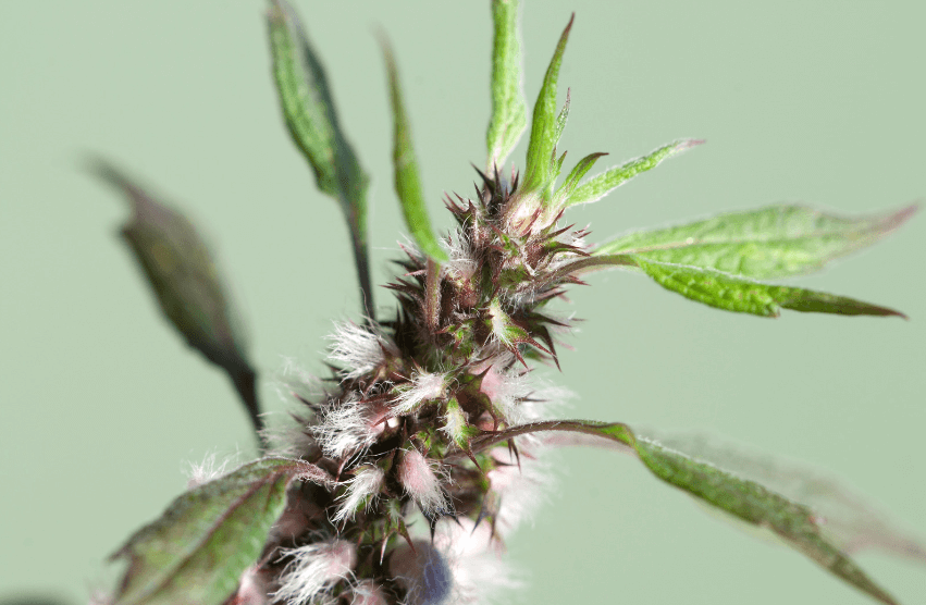 Motherwort