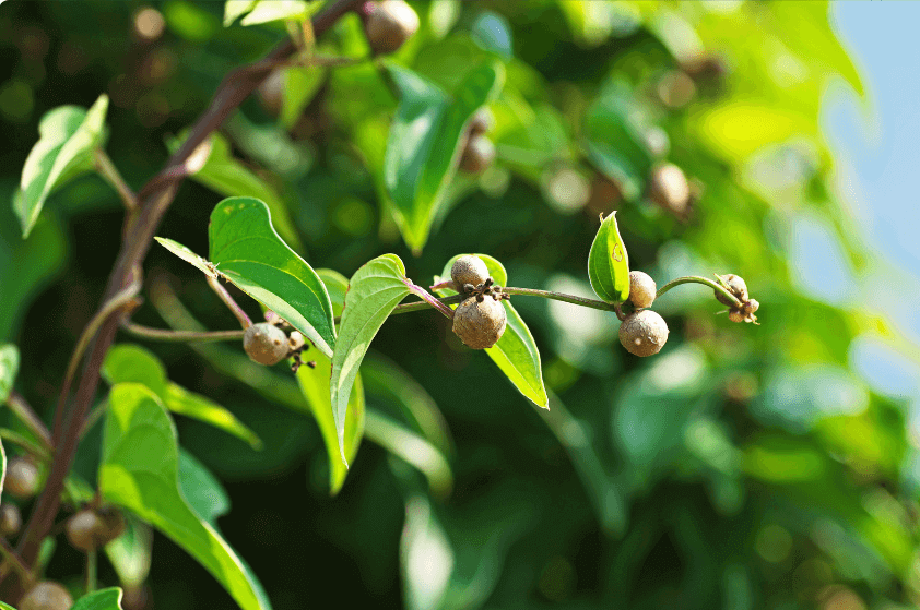 Dioscorea