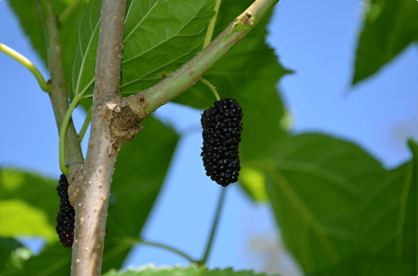 Mulberry
