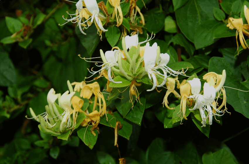 Honeysuckle
