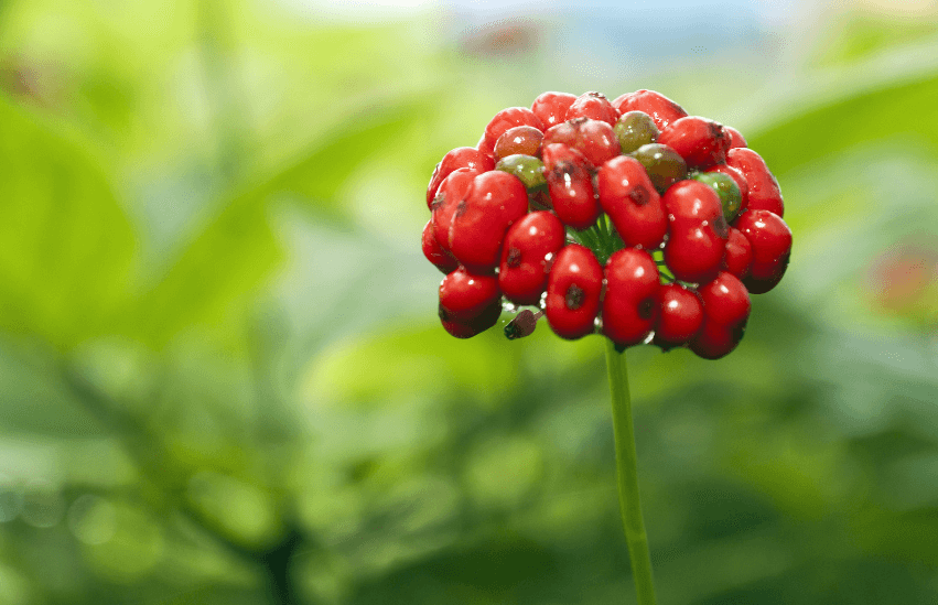 Panax ginseng