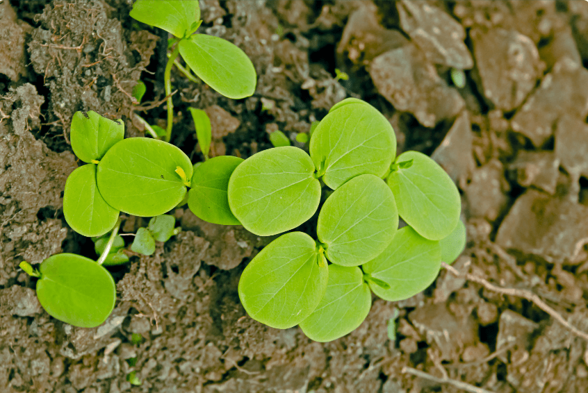 Cassia Seed