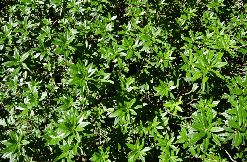 Azalea