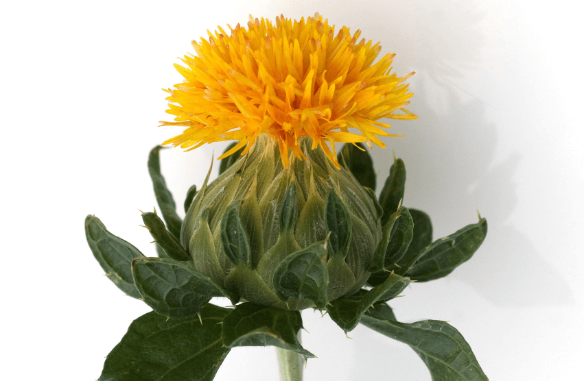 Carthamus