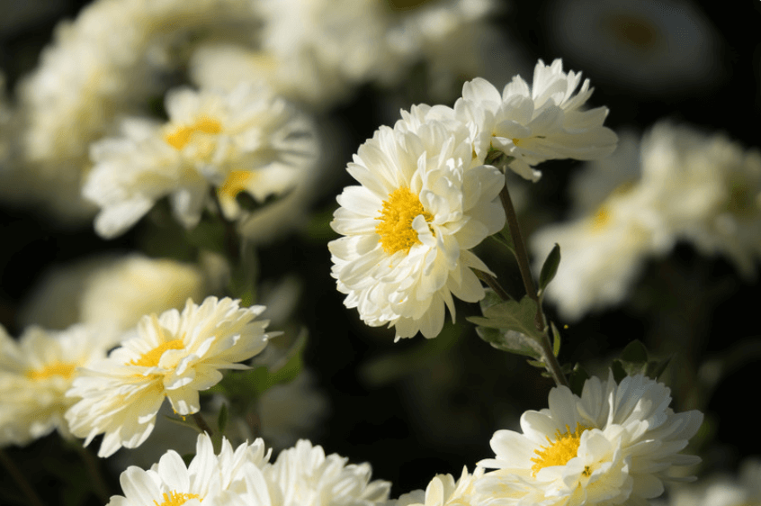 Chrysanthemum