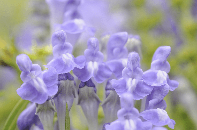 Scutellaria