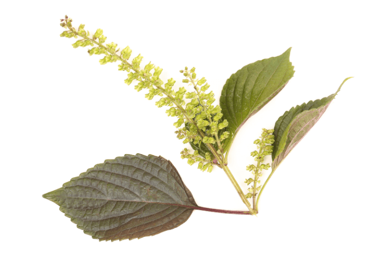 Perilla