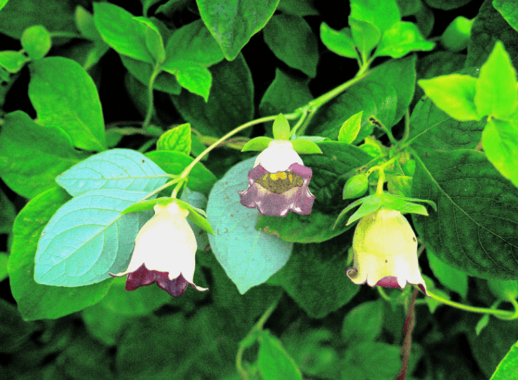 Codonopsis