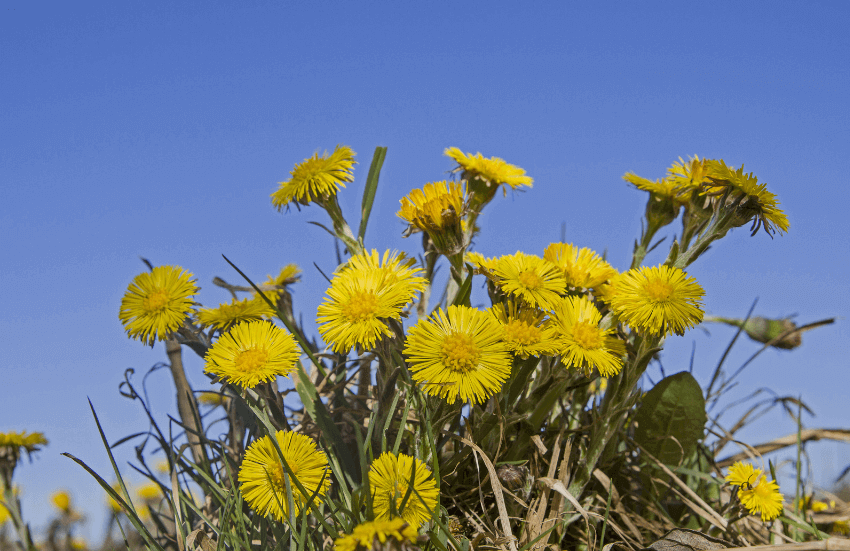 Tussilago farfara L.