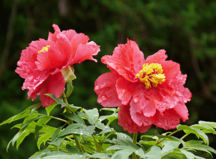 Red peony
