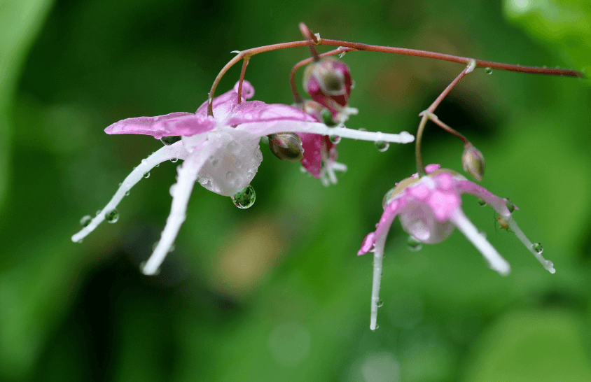 Epimedium