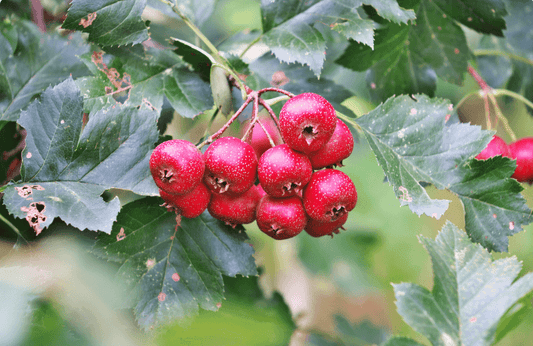 Crataegus