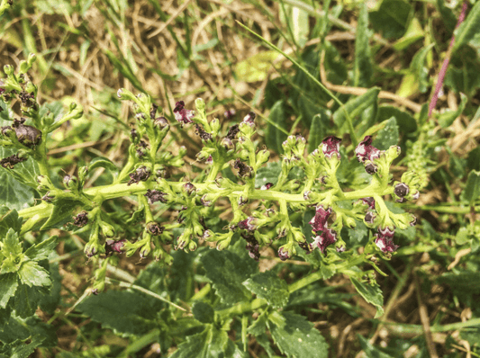 Scrophularia