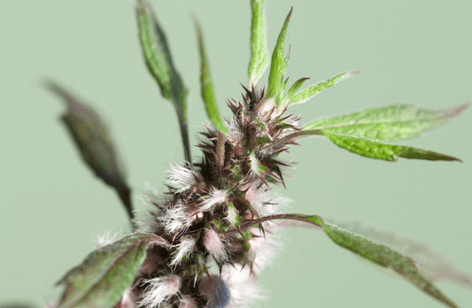 Motherwort