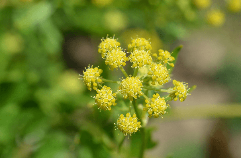 Szechuan Lovage