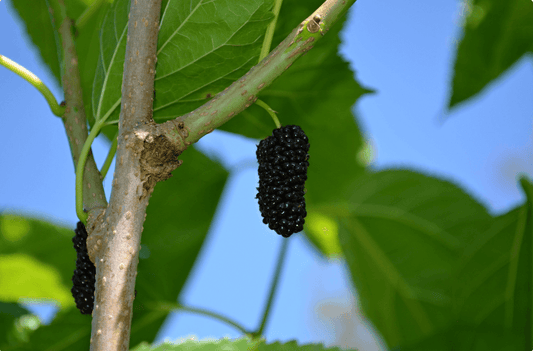 Mulberry