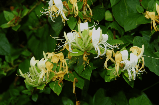 Honeysuckle
