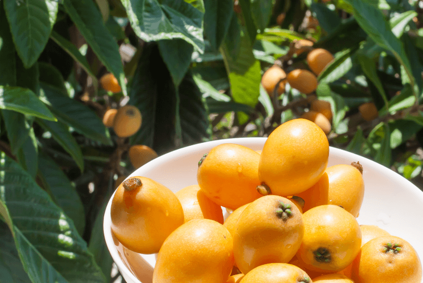 Loquat