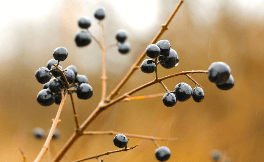 Privet: The Perfect Herb for Tea Enthusiasts