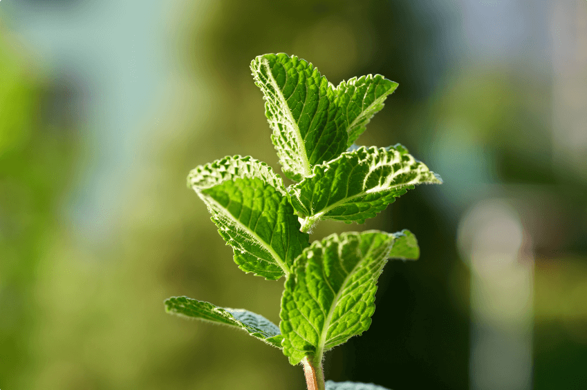 Peppermint