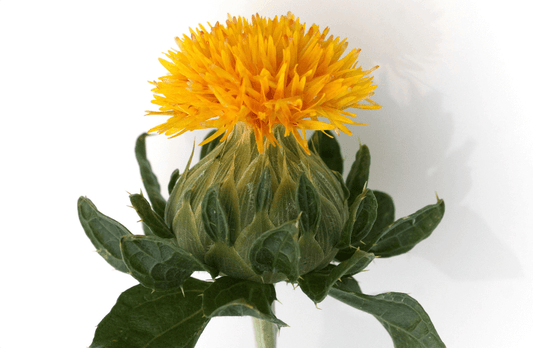  Carthamus