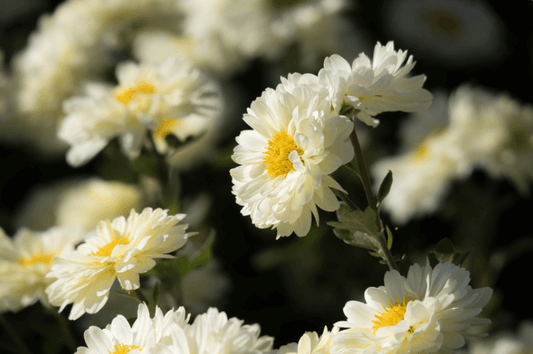 Chrysanthemum