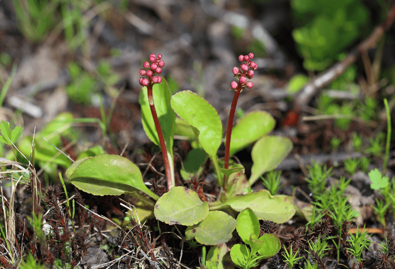 Pyrola