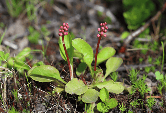 Pyrola
