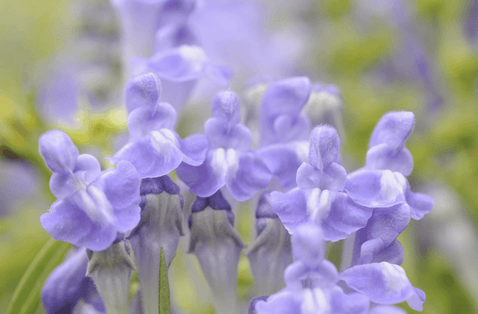  Scutellaria