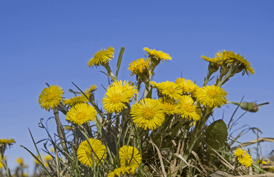 Tussilago farfara L.