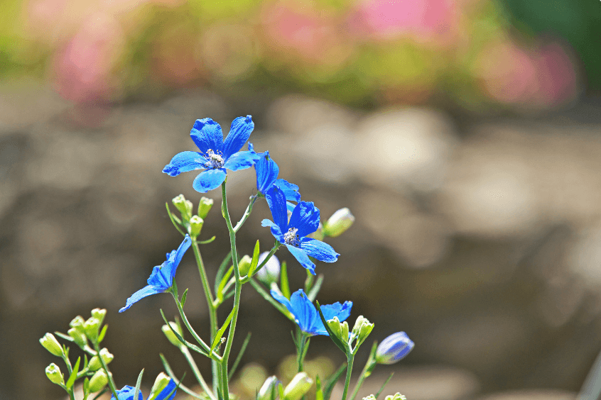 Lithospermum