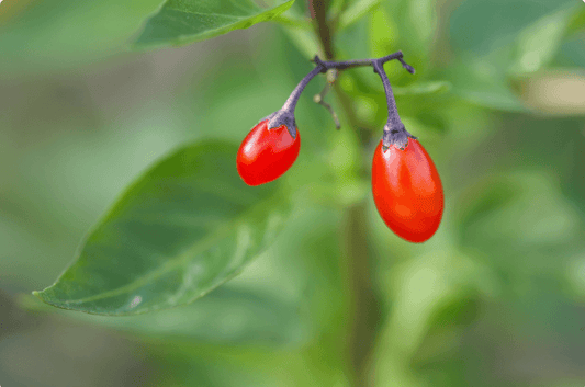 Wolfberry
