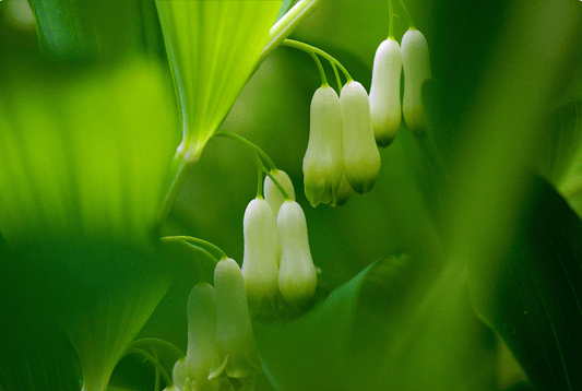 Polygonatum