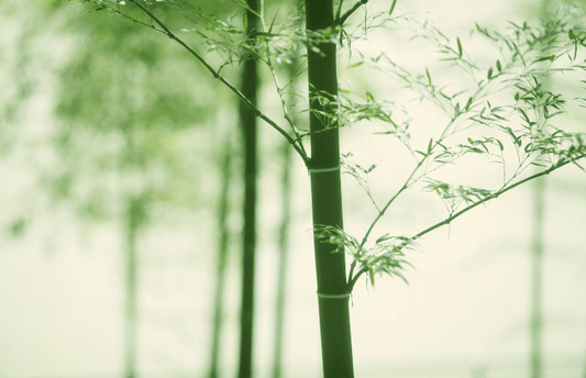  Bamboo