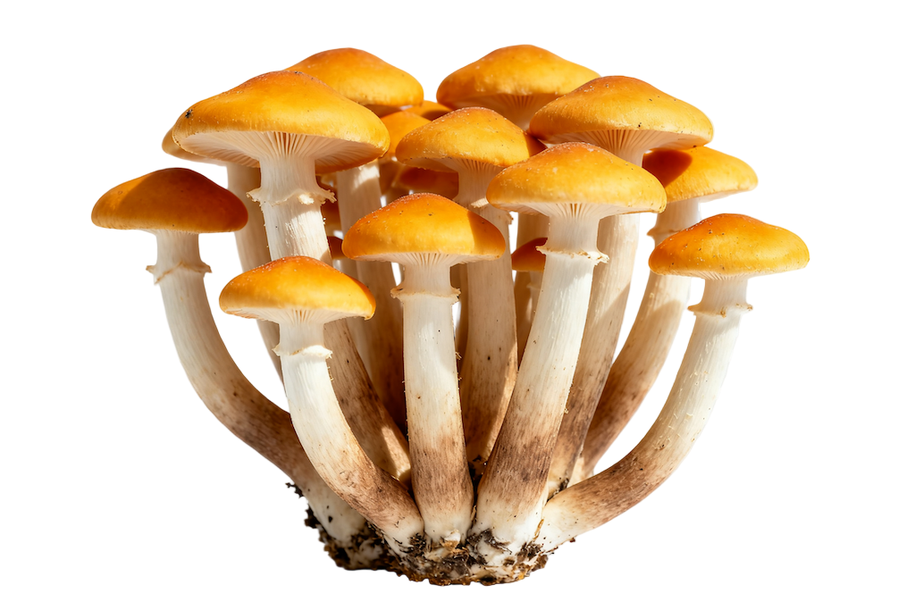 HealthKing